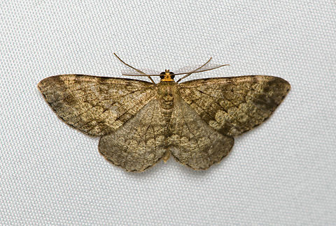 Melanolophia sp.?, Santa Marta, Colombia  Colombia,Colombia 2024,Fall,Geotagged,Santa Marta,Sierra Nevada de Santa Marta,South America,World