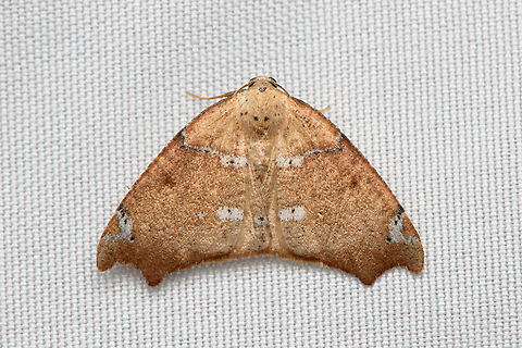 Unknown Moth, Santa Marta, Colombia  Colombia,Colombia 2024,Fall,Geotagged,Santa Marta,Sierra Nevada de Santa Marta,South America,World