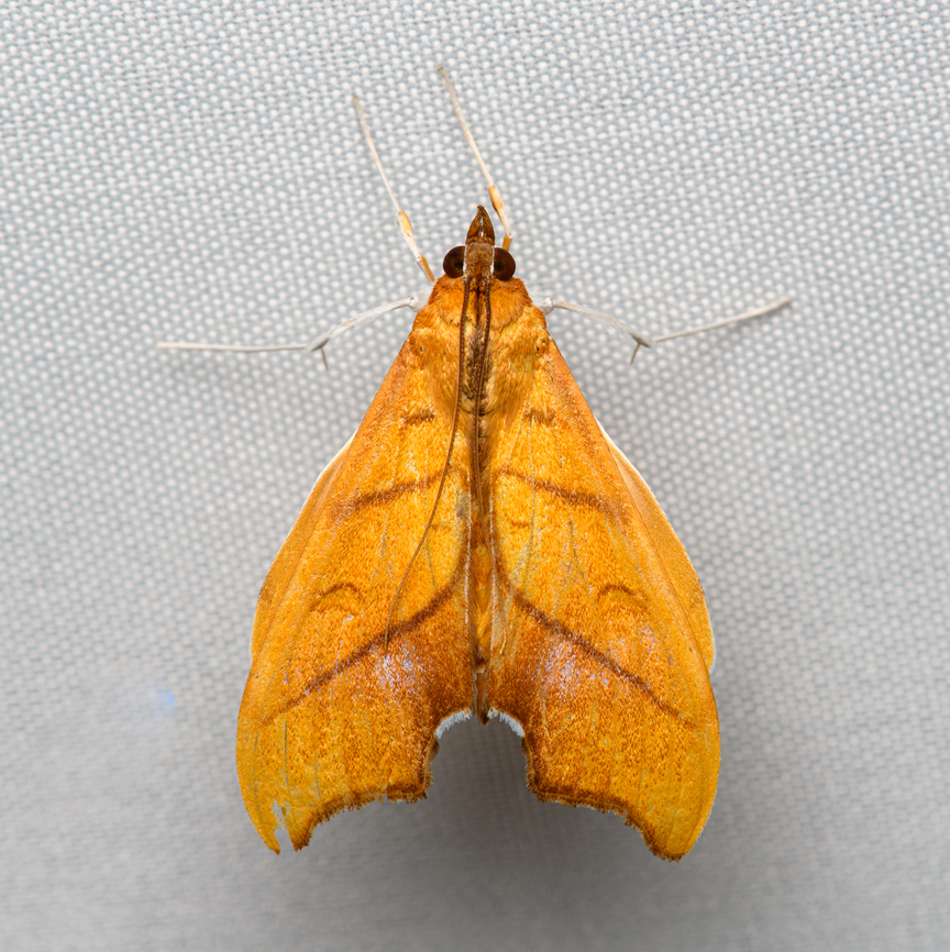 Sparagmia gonoptera, Santa Marta, Colombia  Colombia,Colombia 2024,Fall,Geotagged,Santa Marta,Sierra Nevada de Santa Marta,South America,Sparagmia,Sparagmia gonoptera,World