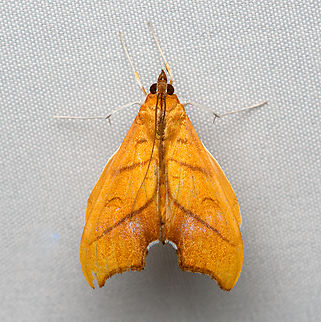 Sparagmia gonoptera, Santa Marta, Colombia  Colombia,Colombia 2024,Fall,Geotagged,Santa Marta,Sierra Nevada de Santa Marta,South America,Sparagmia,Sparagmia gonoptera,World