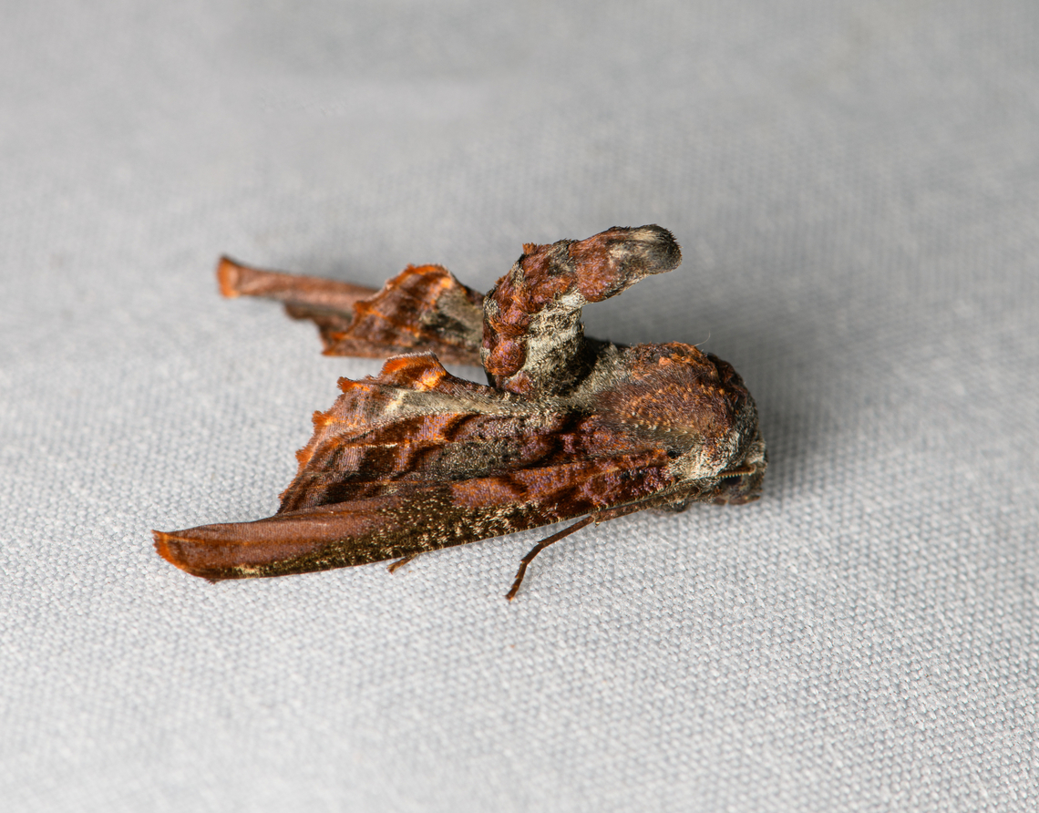 Pero caliginosa, Santa Marta, Colombia Tentative ID. Reference:<br />
<a href="https://leps.fieldguide.ai/figure/649dc6dd6608463054d56a4b/detail?profile=figures&category=59bb3d49929d3d72ee663dec" rel="nofollow">https://leps.fieldguide.ai/figure/649dc6dd6608463054d56a4b/detail?profile=figures&category=59bb3d49929d3d72ee663dec</a> Colombia,Colombia 2024,Fall,Geotagged,Pero caliginosa,Santa Marta,Sierra Nevada de Santa Marta,South America,World
