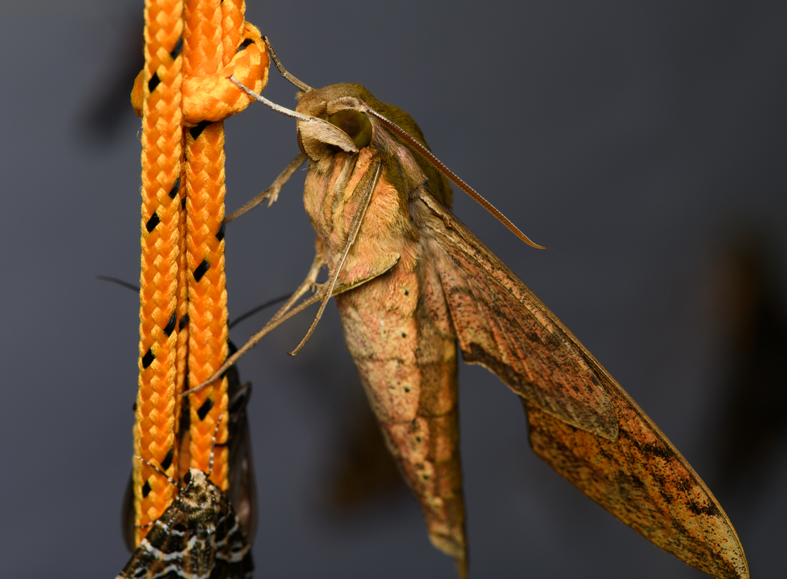 Hawk or Sphynx Moth, Santa Marta, Colombia  Colombia,Colombia 2024,Fall,Geotagged,Santa Marta,Sierra Nevada de Santa Marta,South America,World