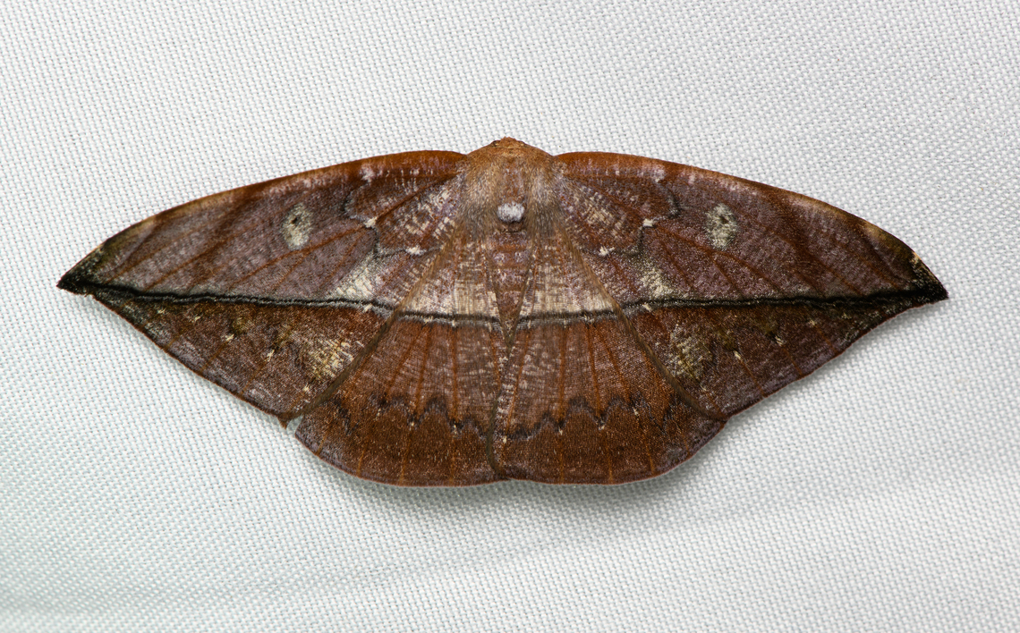 Oxydia translinquens, Santa Marta, Colombia  Colombia,Colombia 2024,Fall,Geotagged,Oxydia translinquens,Santa Marta,Sierra Nevada de Santa Marta,South America,World