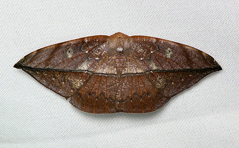 Oxydia translinquens, Santa Marta, Colombia  Colombia,Colombia 2024,Fall,Geotagged,Oxydia translinquens,Santa Marta,Sierra Nevada de Santa Marta,South America,World