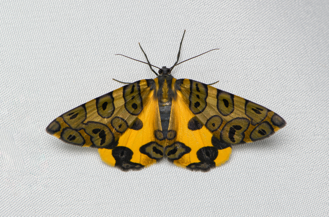 Pantherodes pardalaria, Santa Marta, Colombia  Colombia,Colombia 2024,Fall,Geotagged,Pantherodes pardalaria,Santa Marta,Sierra Nevada de Santa Marta,South America,World