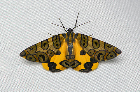 Pantherodes pardalaria, Santa Marta, Colombia  Colombia,Colombia 2024,Fall,Geotagged,Pantherodes pardalaria,Santa Marta,Sierra Nevada de Santa Marta,South America,World