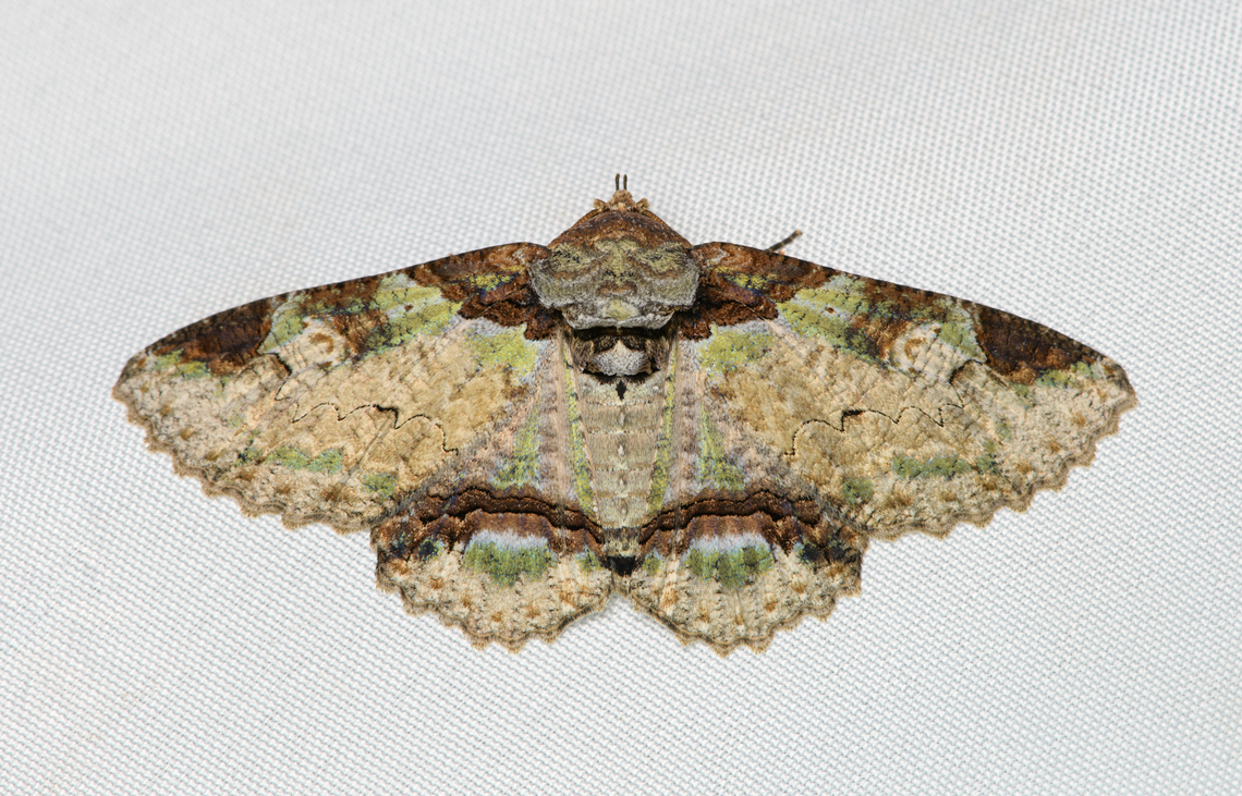 Zale exhausta, Santa Marta, Colombia  Colombia,Colombia 2024,Fall,Geotagged,Santa Marta,Sierra Nevada de Santa Marta,South America,World,Zale exhausta