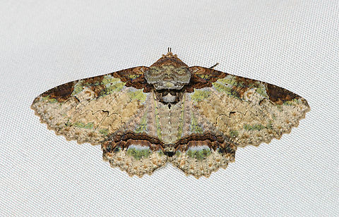 Zale exhausta, Santa Marta, Colombia  Colombia,Colombia 2024,Fall,Geotagged,Santa Marta,Sierra Nevada de Santa Marta,South America,World,Zale exhausta