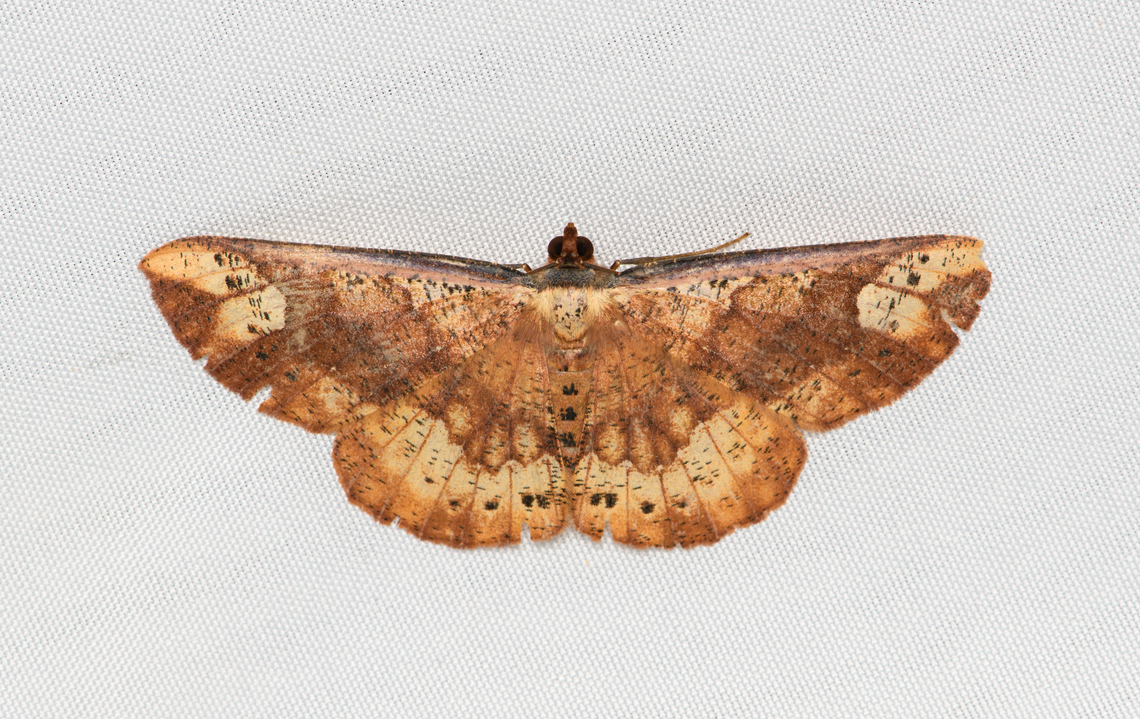 Geometridae, Santa Marta, Colombia  Colombia,Colombia 2024,Fall,Geotagged,Santa Marta,Sierra Nevada de Santa Marta,South America,World