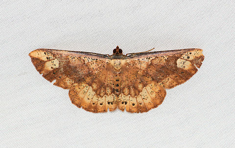 Geometridae, Santa Marta, Colombia  Colombia,Colombia 2024,Fall,Geotagged,Santa Marta,Sierra Nevada de Santa Marta,South America,World