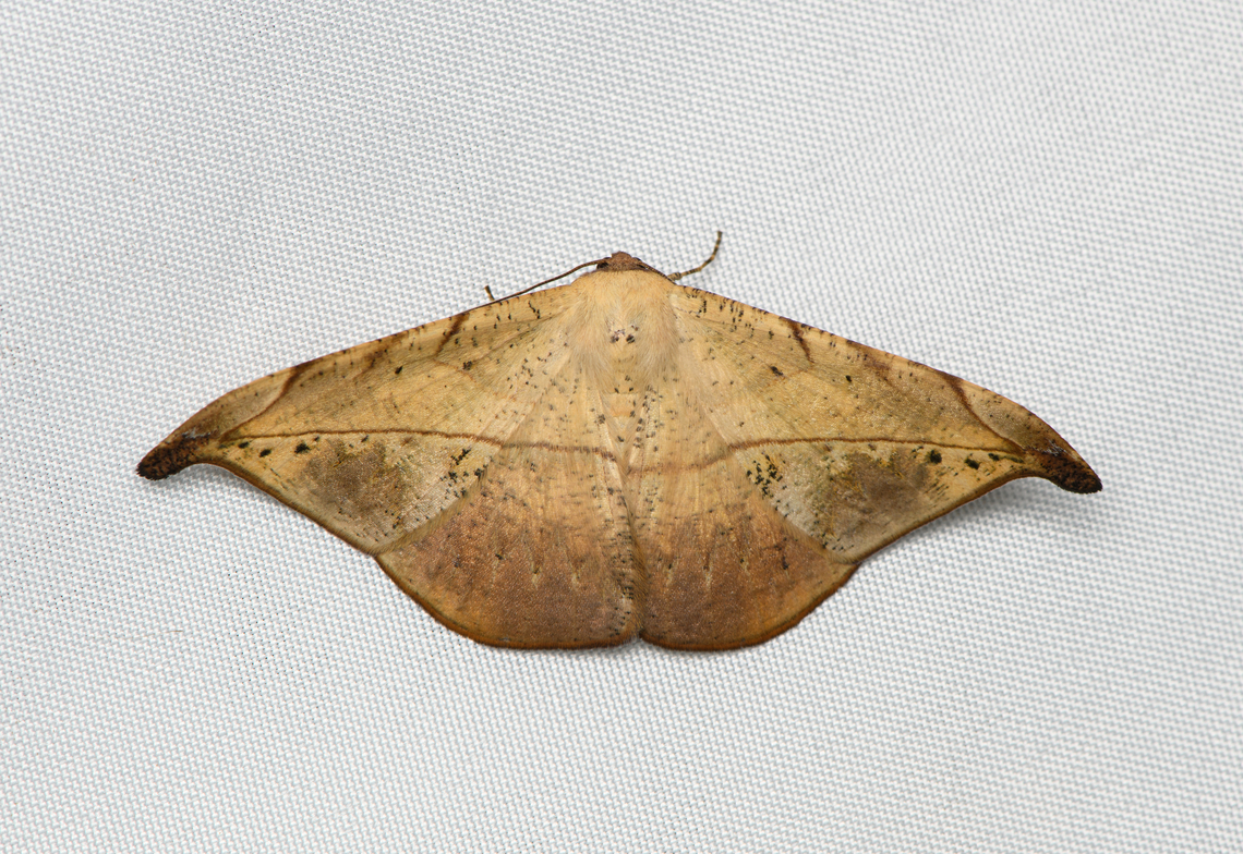 Oxydia platypterata, Santa Marta, Colombia  Colombia,Colombia 2024,Fall,Geotagged,Oxydia platypterata,Santa Marta,Sierra Nevada de Santa Marta,South America,World