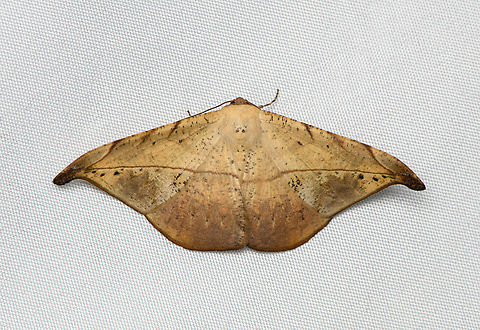 Oxydia platypterata, Santa Marta, Colombia  Colombia,Colombia 2024,Fall,Geotagged,Oxydia platypterata,Santa Marta,Sierra Nevada de Santa Marta,South America,World