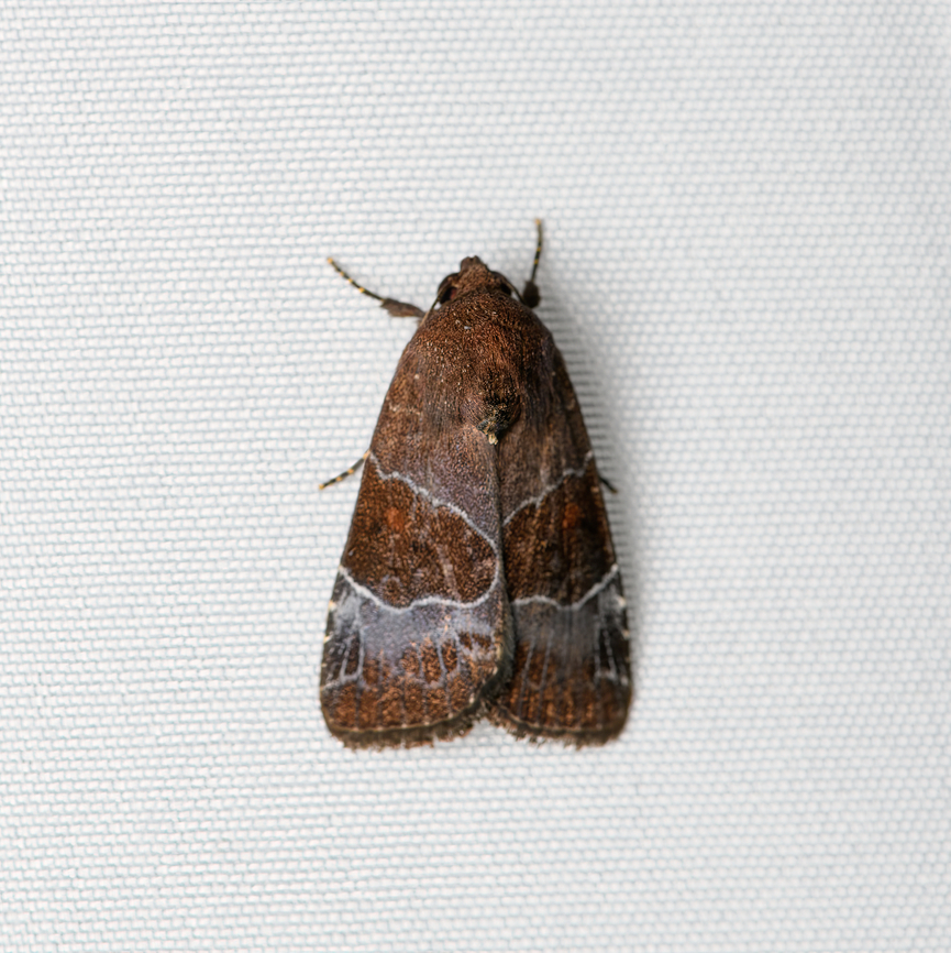 Hampsonodes mastoides, Santa Marta, Colombia  Colombia,Colombia 2024,Fall,Geotagged,Hampsonodes mastoides,Santa Marta,Sierra Nevada de Santa Marta,South America,World