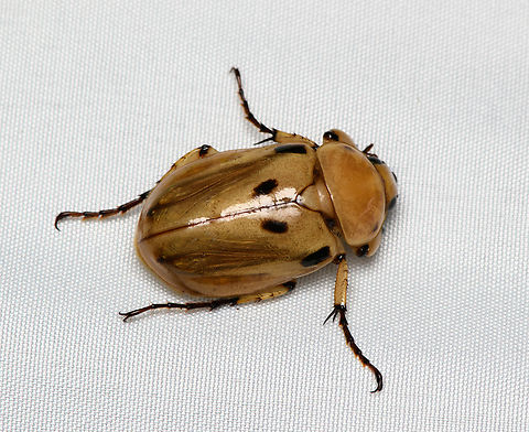 Ancognatha vulgaris, Santa Marta, Colombia  Ancognatha vulgaris,Colombia,Colombia 2024,Fall,Geotagged,Santa Marta,Sierra Nevada de Santa Marta,South America,World