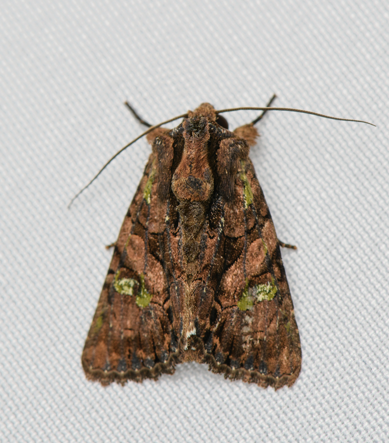 Noctuidae, Santa Marta, Colombia  Colombia,Colombia 2024,Fall,Geotagged,Santa Marta,Sierra Nevada de Santa Marta,South America,World