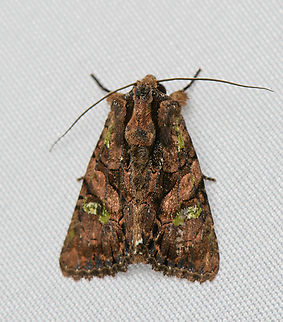 Noctuidae, Santa Marta, Colombia  Colombia,Colombia 2024,Fall,Geotagged,Santa Marta,Sierra Nevada de Santa Marta,South America,World