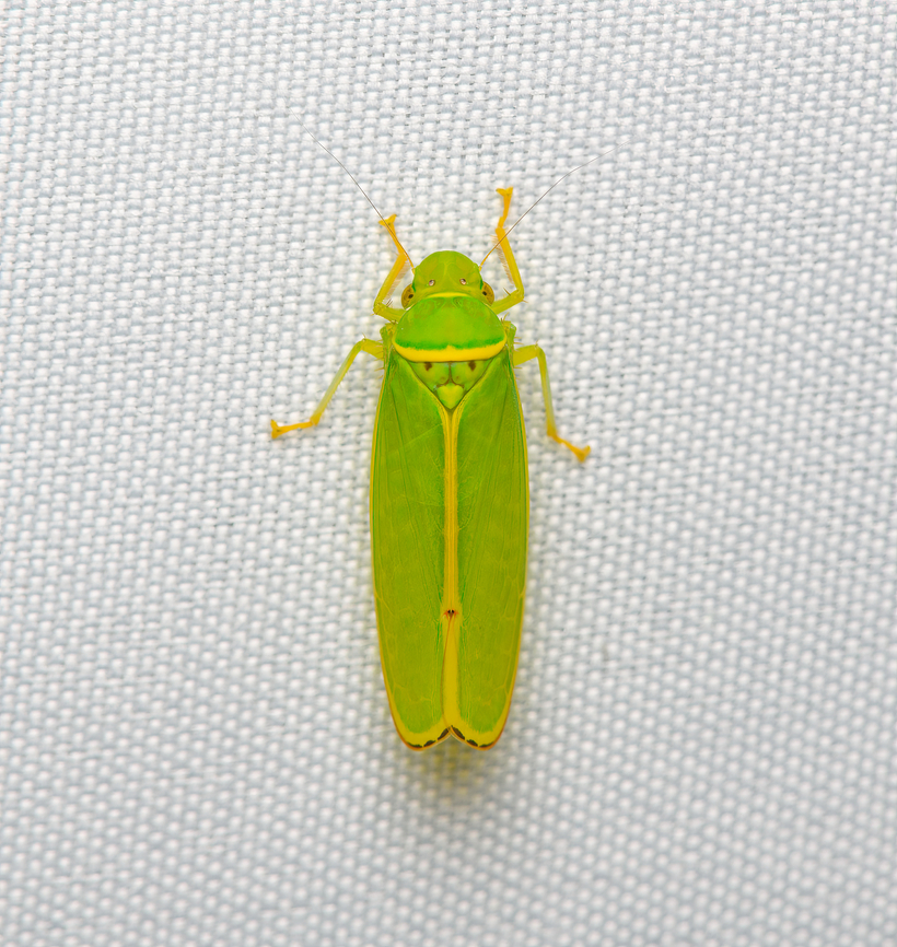 Paromenia sp., Santa Marta, Colombia Leafhopper -&gt; Sharpshooter. Colombia,Colombia 2024,Fall,Geotagged,Santa Marta,Sierra Nevada de Santa Marta,South America,World