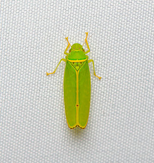 Paromenia sp., Santa Marta, Colombia Leafhopper -> Sharpshooter. Colombia,Colombia 2024,Fall,Geotagged,Santa Marta,Sierra Nevada de Santa Marta,South America,World