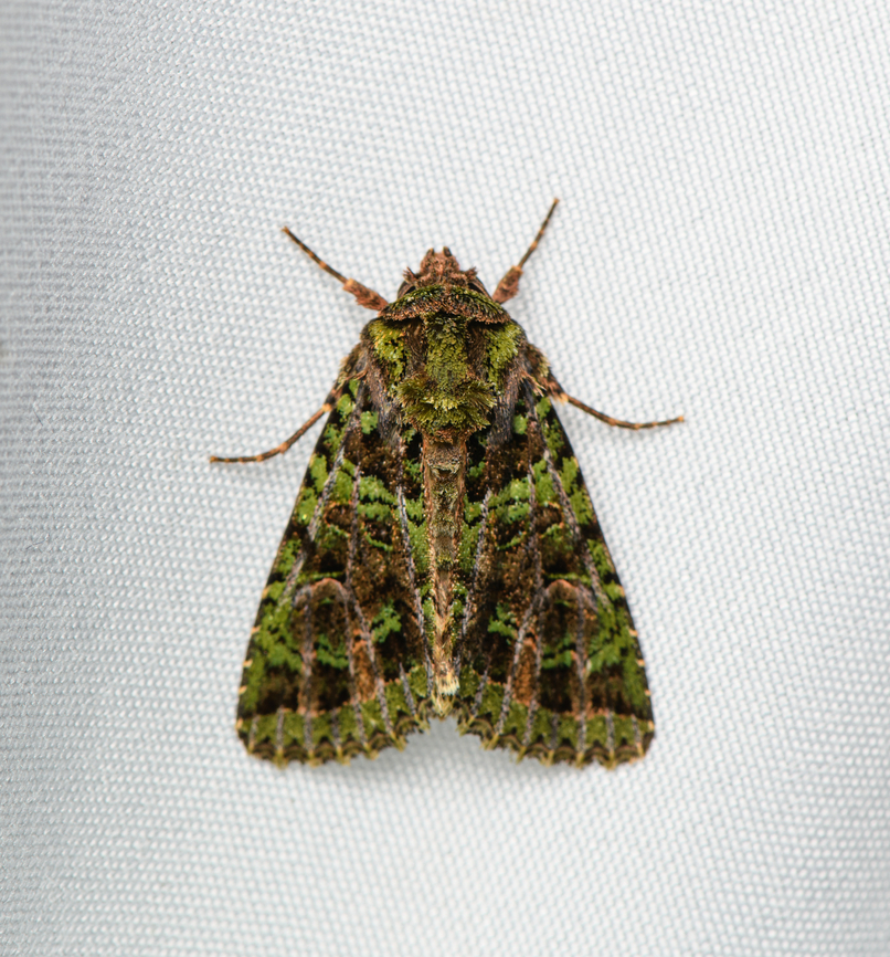 Heterochroma berylloides, Santa Marta, Colombia  Colombia,Colombia 2024,Fall,Geotagged,Heterochroma berylloides,Santa Marta,Sierra Nevada de Santa Marta,South America,World