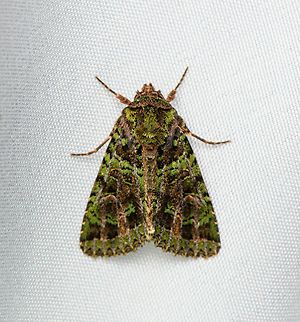 Heterochroma berylloides, Santa Marta, Colombia  Colombia,Colombia 2024,Fall,Geotagged,Heterochroma berylloides,Santa Marta,Sierra Nevada de Santa Marta,South America,World