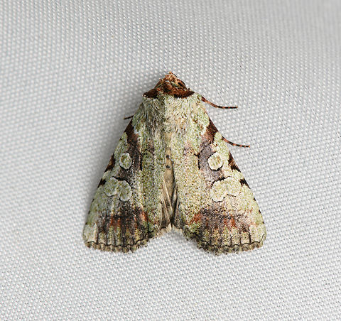 Unknown Moth, Santa Marta, Colombia  Colombia,Colombia 2024,Fall,Geotagged,Santa Marta,Sierra Nevada de Santa Marta,South America,World