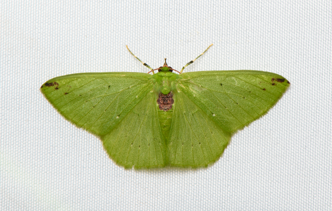 Nemoria erina, Santa Marta, Colombia  Colombia,Colombia 2024,Fall,Geotagged,Nemoria erina,Santa Marta,Sierra Nevada de Santa Marta,South America,World