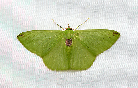 Nemoria erina, Santa Marta, Colombia  Colombia,Colombia 2024,Fall,Geotagged,Nemoria erina,Santa Marta,Sierra Nevada de Santa Marta,South America,World