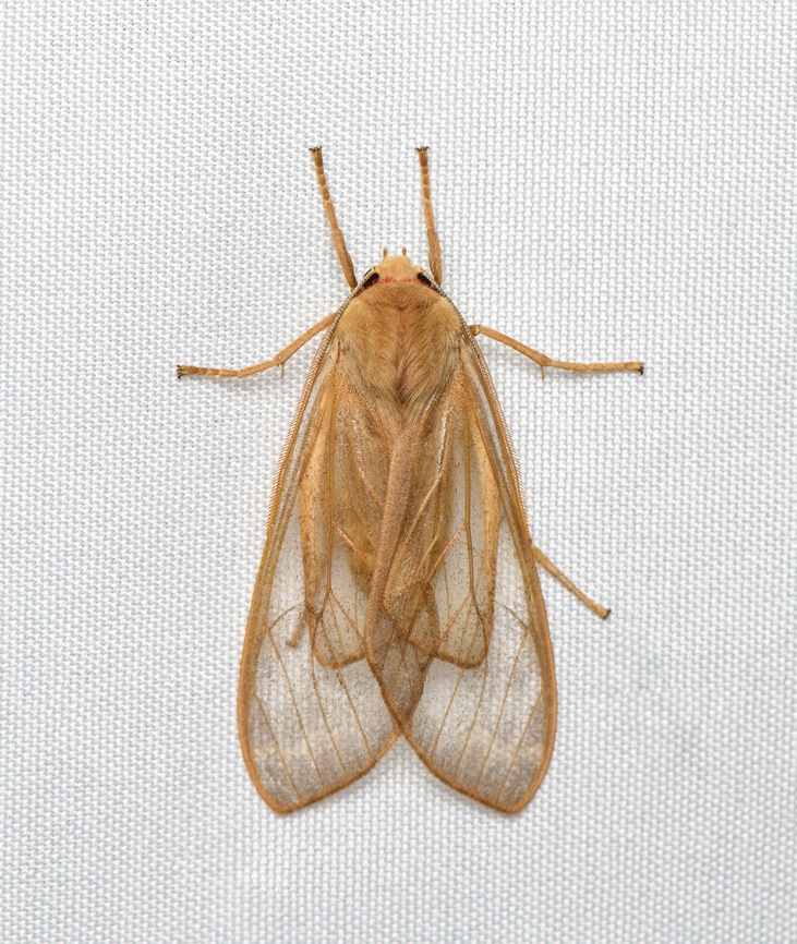 Amastus hyalina, Santa Marta, Colombia  Amastus hyalina,Colombia,Colombia 2024,Fall,Geotagged,Santa Marta,Sierra Nevada de Santa Marta,South America,World