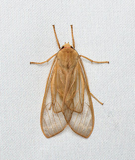 Amastus hyalina, Santa Marta, Colombia  Amastus hyalina,Colombia,Colombia 2024,Fall,Geotagged,Santa Marta,Sierra Nevada de Santa Marta,South America,World