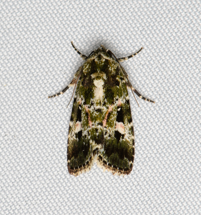 Cutworm Moth, Santa Marta, Colombia  Colombia,Colombia 2024,Fall,Geotagged,Santa Marta,Sierra Nevada de Santa Marta,South America,World