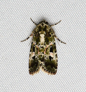 Cutworm Moth, Santa Marta, Colombia  Colombia,Colombia 2024,Fall,Geotagged,Santa Marta,Sierra Nevada de Santa Marta,South America,World