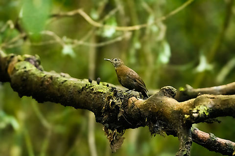 Gray-throated Leaftosser, Santa Marta, Colombia Our first ever leaftosser. As the name suggests, they toss leaves on the forest floor. This triggers an escape response from insects, revealing their location. After hearing it, it took almost an hour to get it into view.

This is likely Sclerurus albigularis propinquus, the Sierra Nevada de Santa Marta subspecies. Colombia,Colombia 2024,Fall,Geotagged,Grey-throated leaftosser,Santa Marta,Sclerurus albigularis,Sierra Nevada de Santa Marta,South America,World