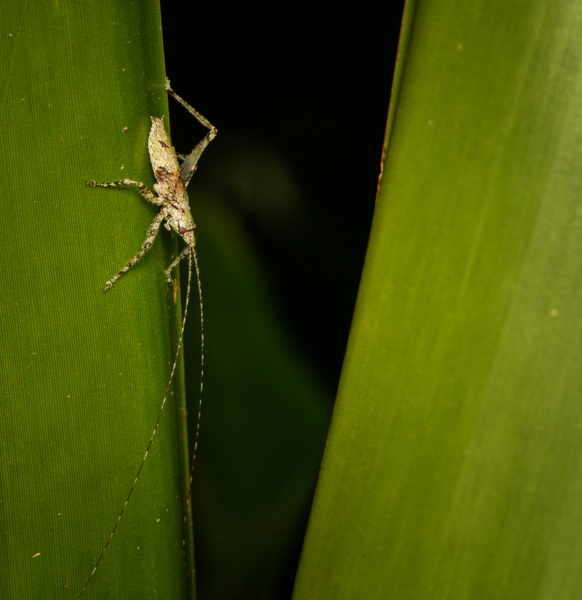 Juvenile katydid, Santa Marta, Colombia  Colombia,Colombia 2024,Fall,Geotagged,Santa Marta,Sierra Nevada de Santa Marta,South America,World