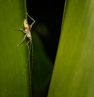 Juvenile katydid, Santa Marta, Colombia  Colombia,Colombia 2024,Fall,Geotagged,Santa Marta,Sierra Nevada de Santa Marta,South America,World