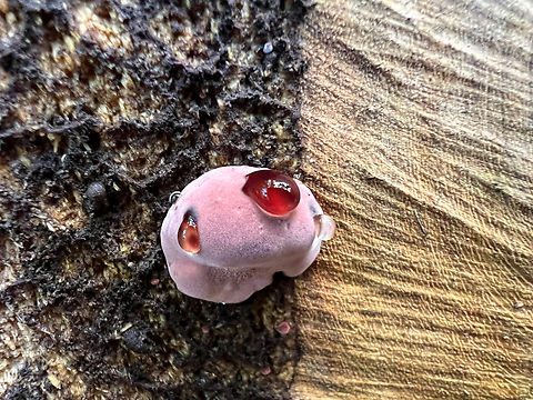 Punctularia atropurpurascens, Santa Marta, Colombia  Colombia,Colombia 2024,Fall,Geotagged,Punctularia atropurpurascens,Purple Fuzz,Santa Marta,Sierra Nevada de Santa Marta,South America,World