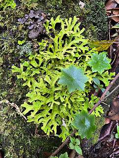 Lobaria pulmonaria, Santa Marta, Colombia  Colombia,Colombia 2024,Fall,Geotagged,Lobaria pulmonaria,Santa Marta,Sierra Nevada de Santa Marta,South America,Tree lungwort,World