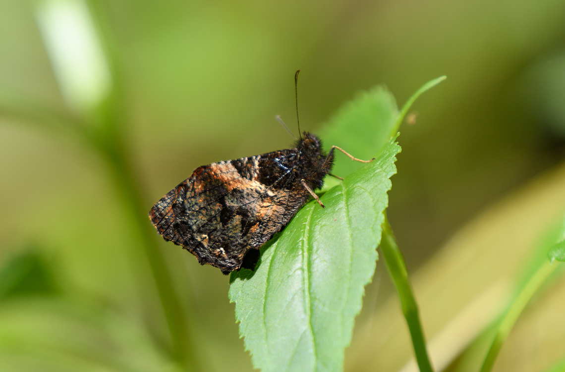 Steroma polyxo, Santa Marta, Colombia Tentative ID as this is a variable species. Colombia,Colombia 2024,Fall,Geotagged,Santa Marta,Sierra Nevada de Santa Marta,South America,Steroma polyxo,World