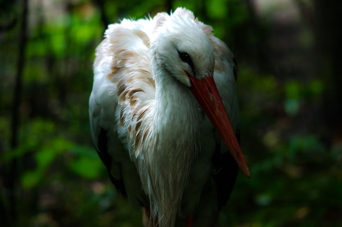 White Stork at its best, Epe Zoo  Ciconia ciconia,Epe,Europe,Netherlands,White Stork,Wissel