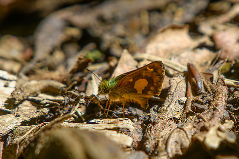 Dalla mesoxantha, Santa Marta, Colombia Distant shot done by the birding lens, so quality is limited. This marks my 4,000th species photographed:
https://www.jungledragon.com/user/2/species
(could be more as it does not count unidentified photos) Colombia,Colombia 2024,Dalla mesoxantha,Fall,Geotagged,Santa Marta,Sierra Nevada de Santa Marta,South America,World
