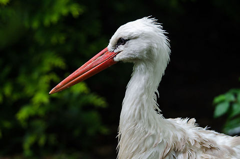 White Stork side view, Epe Zoo  Ciconia ciconia,Epe,Europe,Geotagged,Netherlands,The Netherlands,White Stork,Wissel