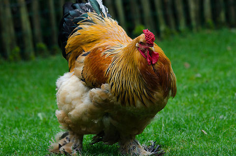 There is a new sheriff in town Things are gonna change around here. Chicken,Domestic Chicken,Epe,Europe,Gallus gallus,Gallus gallus var. domesticus,Geotagged,Netherlands,The Netherlands,Wissel