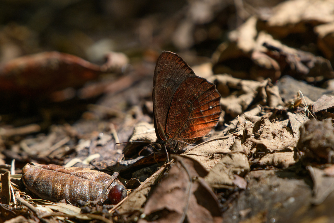 Pedaliodes manis, Santa Marta, Colombia  Colombia,Colombia 2024,Fall,Geotagged,Manis Satyr,Pedaliodes manis,Santa Marta,Sierra Nevada de Santa Marta,South America,World