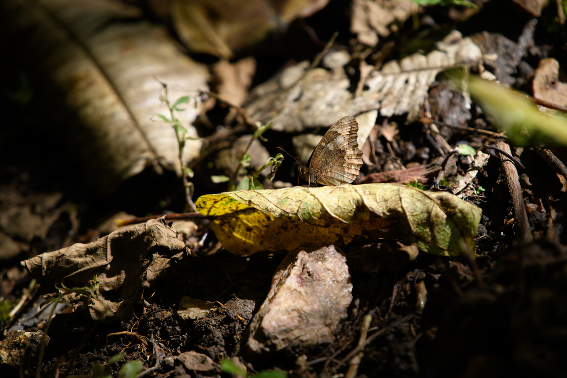 Pedaliodes symmachus, Santa Marta, Colombia <figure class="photo"><a href="https://www.jungledragon.com/image/164933/pedaliodes_symmachus_-_open_wings_santa_marta_colombia.html" title="Pedaliodes symmachus - open wings, Santa Marta, Colombia"><img src="https://s3.amazonaws.com/media.jungledragon.com/images/2/164933_thumb.jpg?AWSAccessKeyId=05GMT0V3GWVNE7GGM1R2&Expires=1769040010&Signature=vkID%2FNnuW91uK1c4QkR9Dk4fLVg%3D" width="200" height="134" alt="Pedaliodes symmachus - open wings, Santa Marta, Colombia https://www.jungledragon.com/image/164930/pedaliodes_symmachus_santa_marta_colombia.html Colombia,Colombia 2024,Fall,Geotagged,Pedaliodes symmachus,Santa Marta,Sierra Nevada de Santa Marta,South America,World" /></a></figure> Colombia,Colombia 2024,Fall,Geotagged,Pedaliodes symmachus,Santa Marta,Sierra Nevada de Santa Marta,South America,World