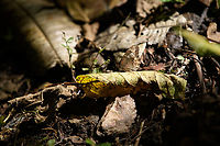 Pedaliodes symmachus, Santa Marta, Colombia https://www.jungledragon.com/image/164933/pedaliodes_symmachus_-_open_wings_santa_marta_colombia.html Colombia,Colombia 2024,Fall,Geotagged,Pedaliodes symmachus,Santa Marta,Sierra Nevada de Santa Marta,South America,World