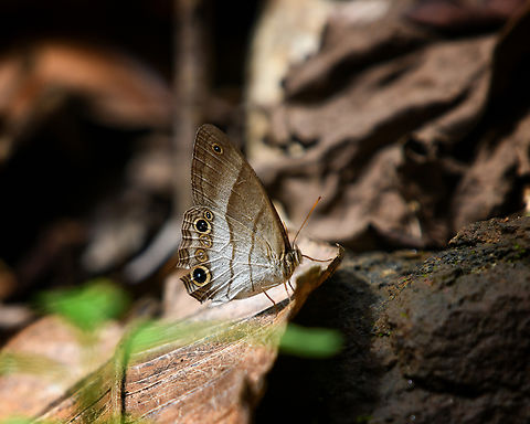 Euptychoides laccine, Santa Marta, Colombia  Colombia,Colombia 2024,Euptychoides laccine,Fall,Geotagged,Santa Marta,Sierra Nevada de Santa Marta,South America,World