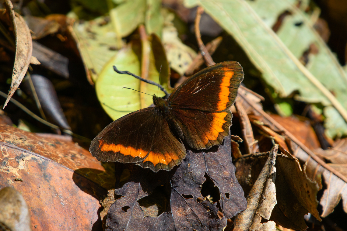 Pedaliodes symmachus - open wings, Santa Marta, Colombia <figure class="photo"><a href="https://www.jungledragon.com/image/164930/pedaliodes_symmachus_santa_marta_colombia.html" title="Pedaliodes symmachus, Santa Marta, Colombia"><img src="https://s3.amazonaws.com/media.jungledragon.com/images/2/164930_thumb.jpg?AWSAccessKeyId=05GMT0V3GWVNE7GGM1R2&Expires=1759968010&Signature=R%2BiiShtWhxch5o%2FKr9AFmR95Gs8%3D" width="200" height="134" alt="Pedaliodes symmachus, Santa Marta, Colombia https://www.jungledragon.com/image/164933/pedaliodes_symmachus_-_open_wings_santa_marta_colombia.html Colombia,Colombia 2024,Fall,Geotagged,Pedaliodes symmachus,Santa Marta,Sierra Nevada de Santa Marta,South America,World" /></a></figure> Colombia,Colombia 2024,Fall,Geotagged,Pedaliodes symmachus,Santa Marta,Sierra Nevada de Santa Marta,South America,World