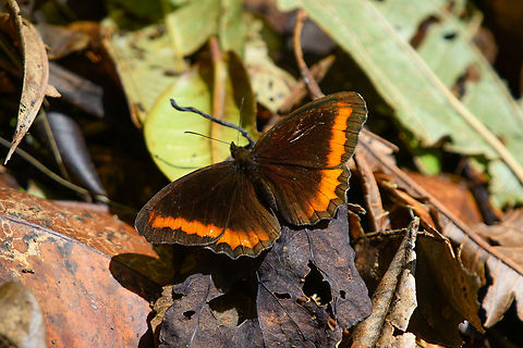 Pedaliodes symmachus - open wings, Santa Marta, Colombia https://www.jungledragon.com/image/164930/pedaliodes_symmachus_santa_marta_colombia.html Colombia,Colombia 2024,Fall,Geotagged,Pedaliodes symmachus,Santa Marta,Sierra Nevada de Santa Marta,South America,World