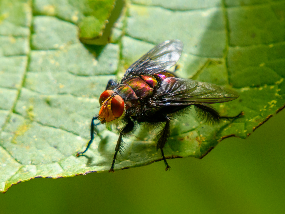 Blepharicnema splendens, Santa Marta, Colombia A large blow fly with a nice pink shine. Blepharicnema splendens,Colombia,Colombia 2024,Fall,Geotagged,Santa Marta,Sierra Nevada de Santa Marta,South America,World