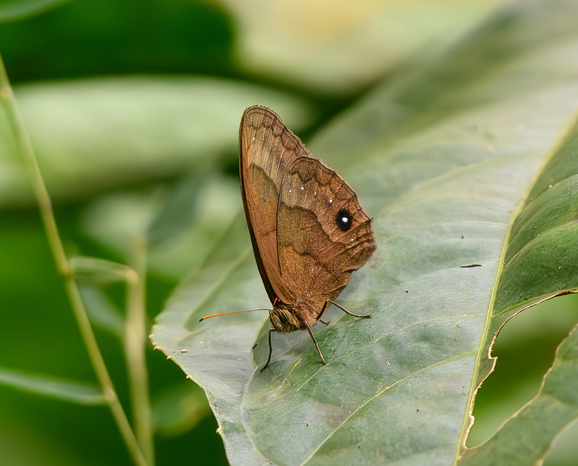 Forsterinaria neonympha, Santa Marta, Colombia  Colombia,Colombia 2024,Fall,Forsterinaria neonympha,Geotagged,Santa Marta,Sierra Nevada de Santa Marta,South America,White-dotted Satyr,World