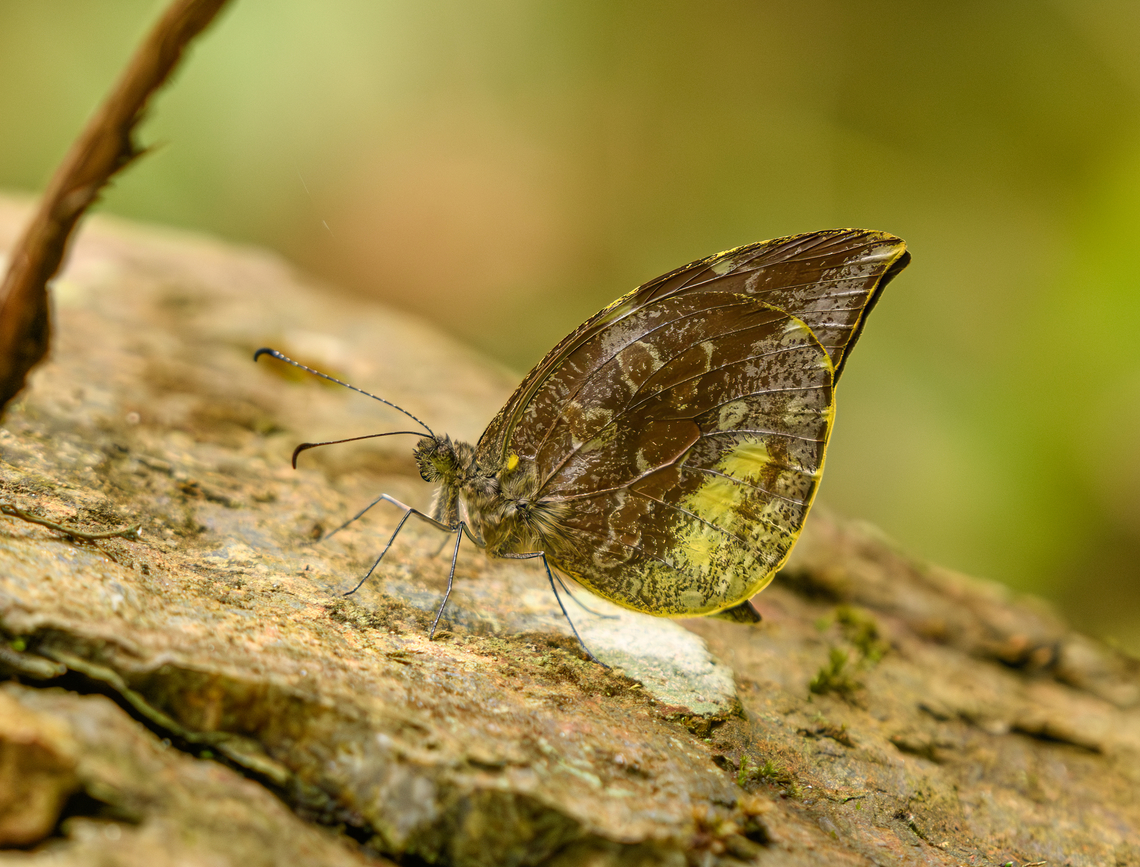 Lieinix nemesis, Santa Marta, Colombia  Colombia,Colombia 2024,Fall,Geotagged,Lieinix nemesis,Santa Marta,Sierra Nevada de Santa Marta,South America,World